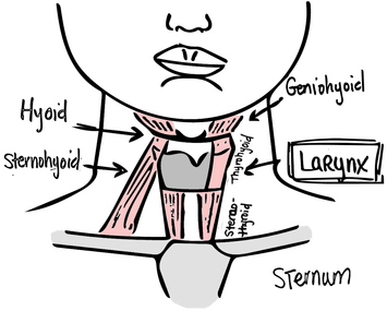 You'd Create A "yawn" Space In Your Throat Or Pull - Cartoon (369x332)