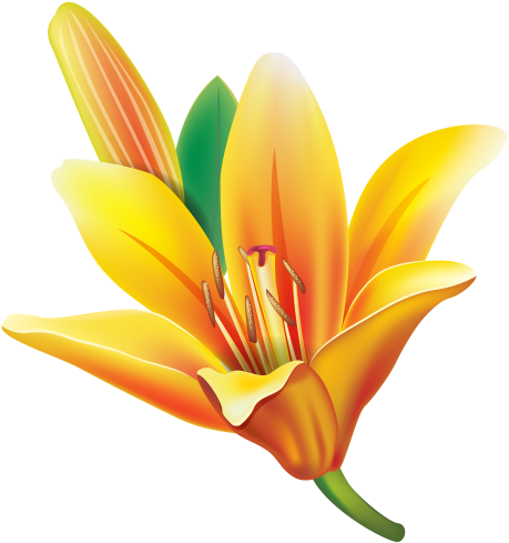 Yellow Lily Flower Png Clipart - Lily Flower Png (2816x3000)