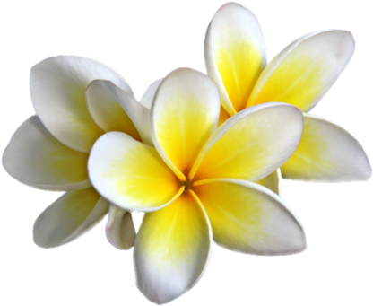 Plumeria Png (430x352)