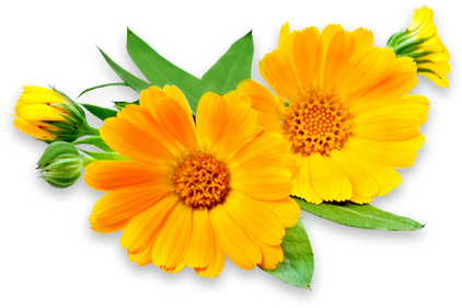 Our Flower Services 3 Orange Blooms With Greenery - Calendula Flower (439x304)