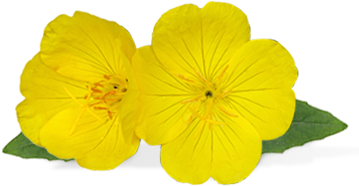 Evening Primrose Is More Than Just A Pretty Yellow - Evening Primrose Flower Png (414x294)