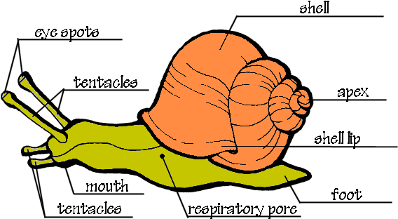 Snail Anatomy Diagram Ideas Anatomy Of The Snail Hi-res - Parts Of A Garden Snail (575x350)