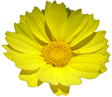Flower Galleries 1 2 3 - Realistic Flowers Png (434x386)