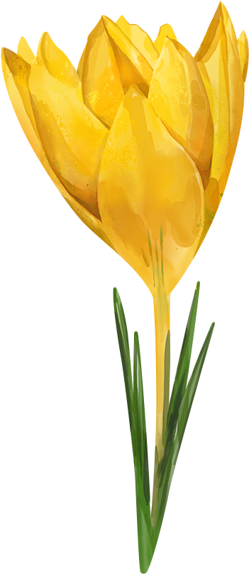 Tulip Watercolor Painting Flower Yellow Crocus Flavus - Watercolor Yellow Flower Png (600x934)