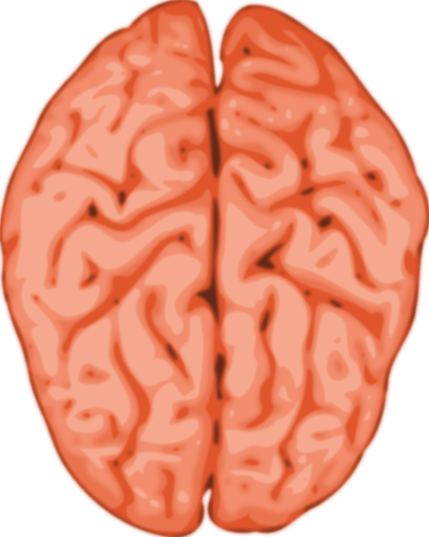 Brain Clip Art - Brain Png (480x601)