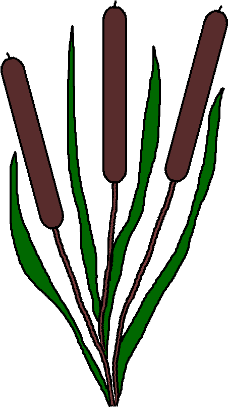 Grass Clipart Pond Pencil And In Color Grass Clipart - Pond Plants Clipart (467x812)