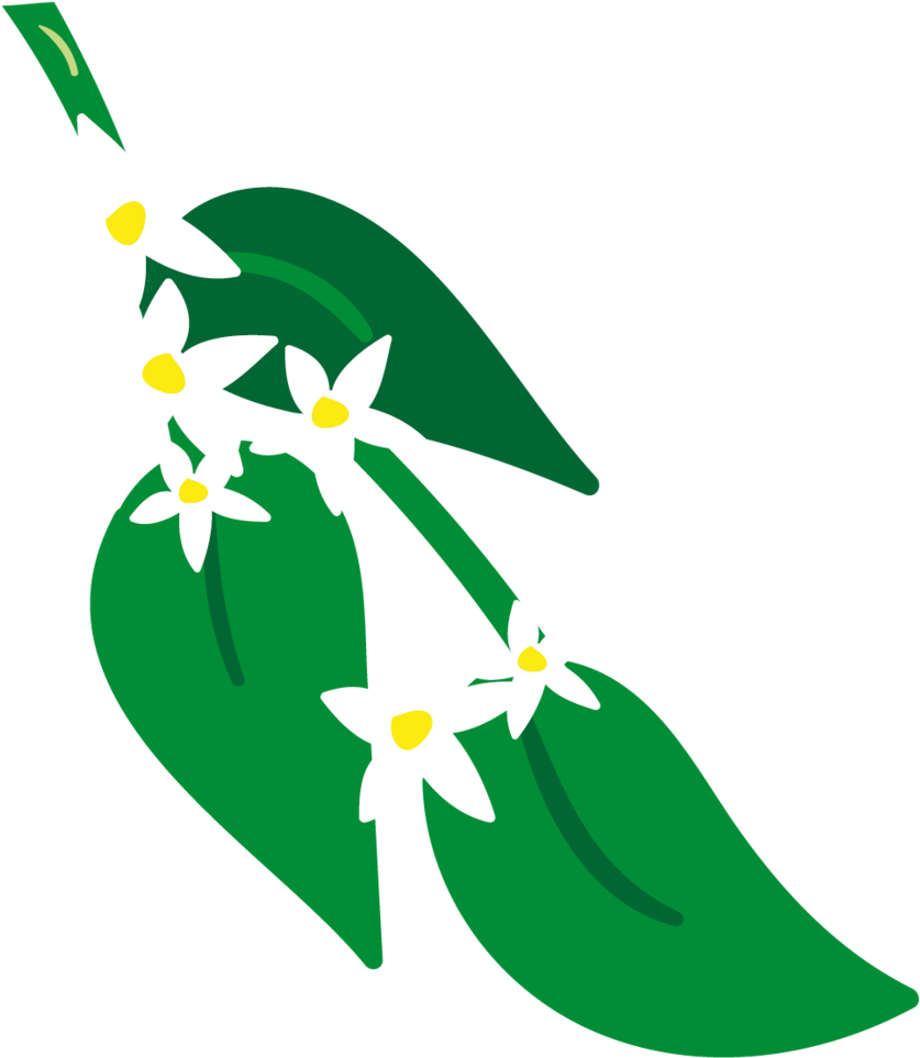 Bergamot & Grapefruit Organic Luxury Hand Lotion 250ml - Bergamot Orange (1024x1024)