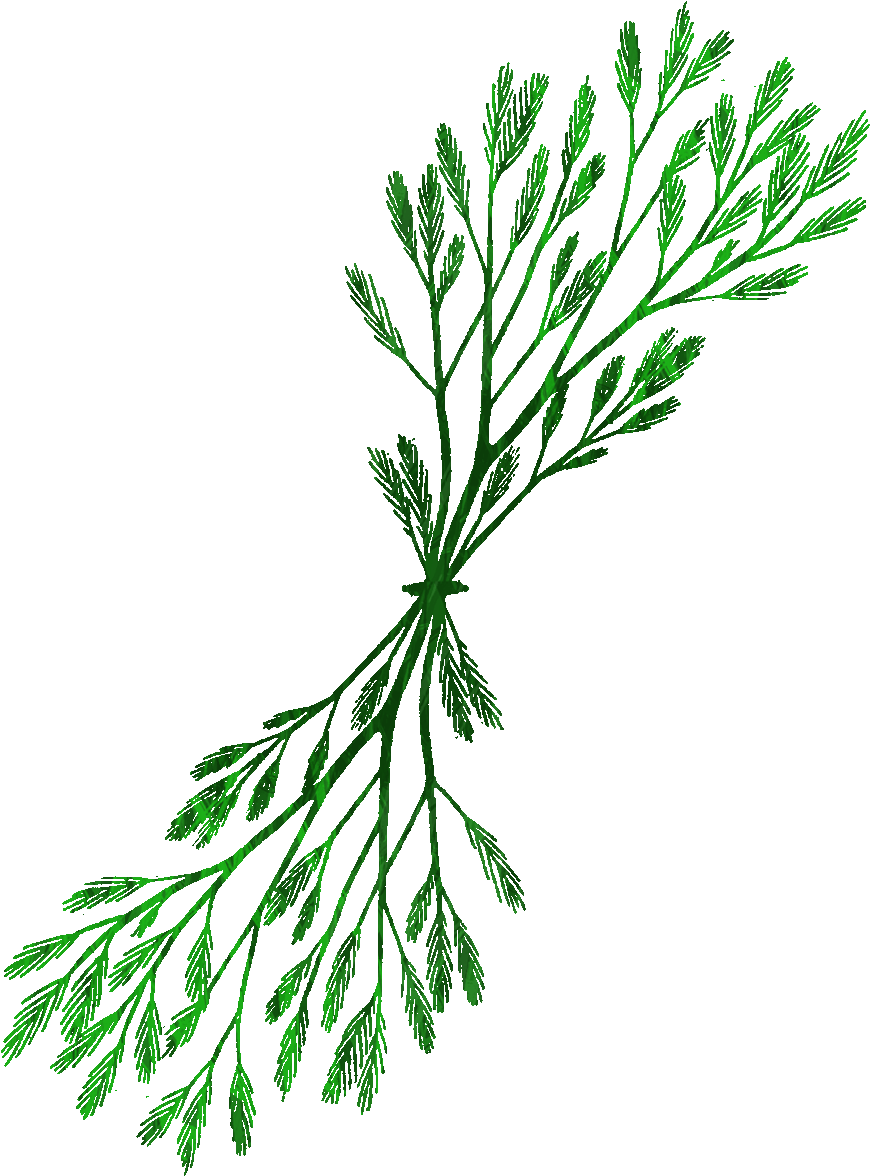 Seaweed Clipart River Plant - Clip Art (1199x1200)