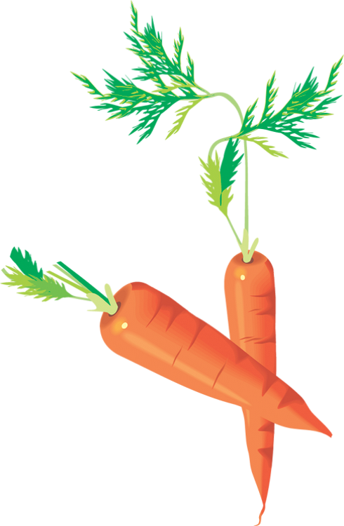 Carottes Png - Carrots Drawing - Zanahorias - Möhren - Mind Your Peas... Mug (490x750)