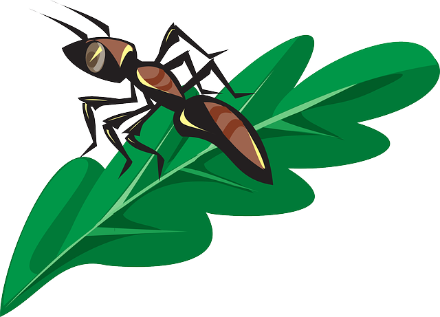 Brown, Leaf, Cartoon, Ant, Plant, Insect - Ant On The Leaf (640x461)