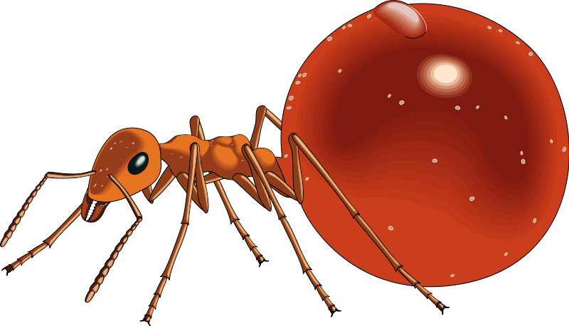 Pin Free Ant Clipart - Honey Ant Clipart (800x459)