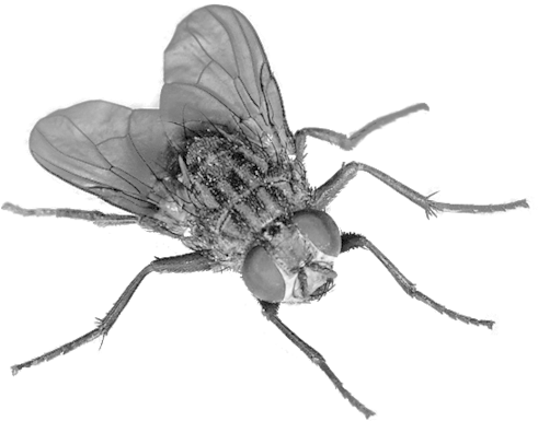 Insect Free Download Png - Flies Png (900x900)