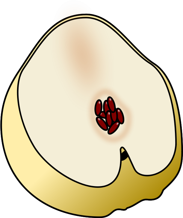 Free Membrillo - Quince (625x800)