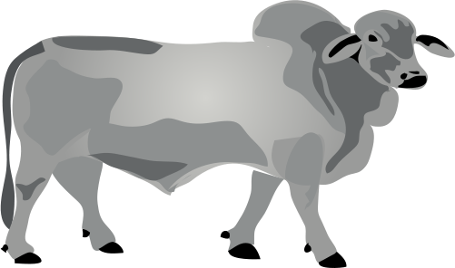 Ian Symbol Bos Primigenius Bull - Male Cow Cartoon Png (501x296)