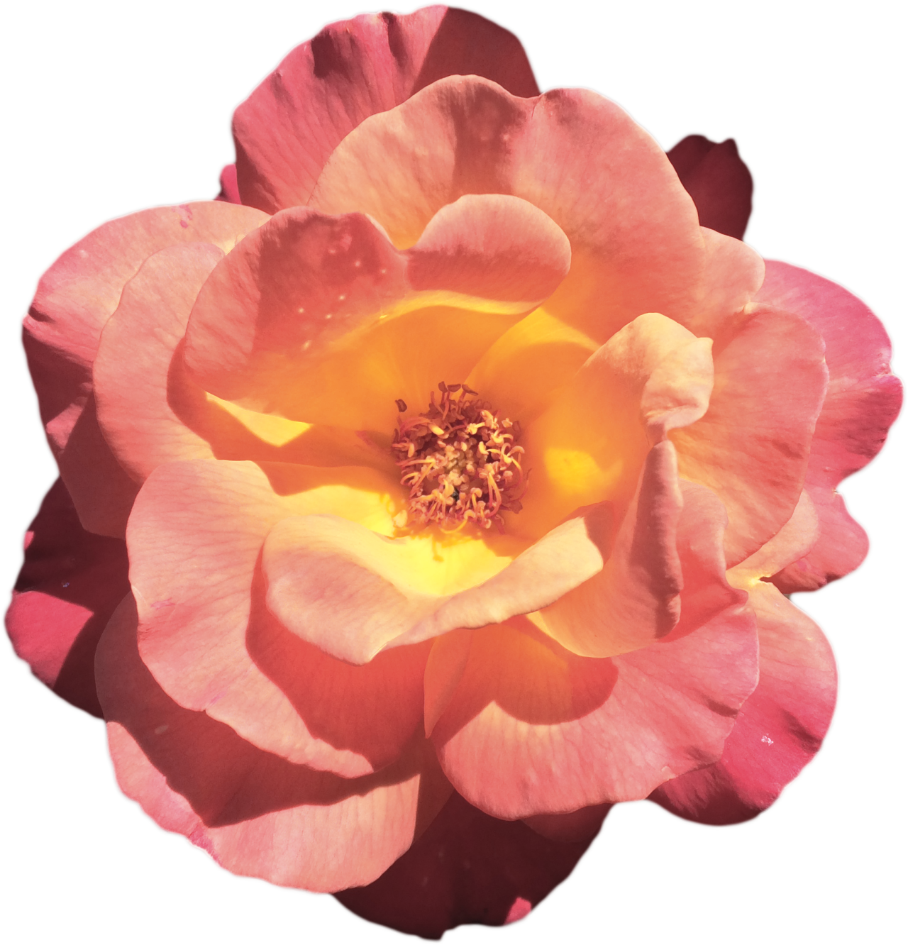 Rose Roses Flower Transparent Flower Transparent Rose - Rose (1280x1332)