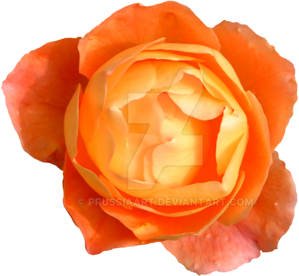 Orange Rose On A Transparent Background By Prussiaart - Rose (1024x751)