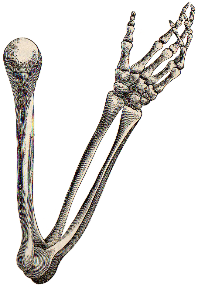 Skeleton Arm Reference (660x943)