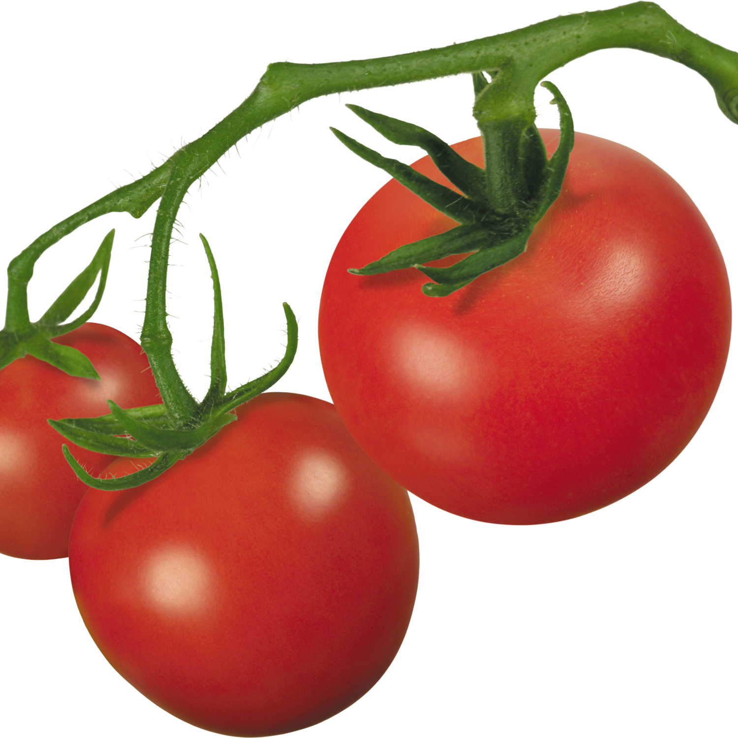 Pin Tomato Clip Art On Pinterest - Tomato Png Transparent Clipart (1500x1500)