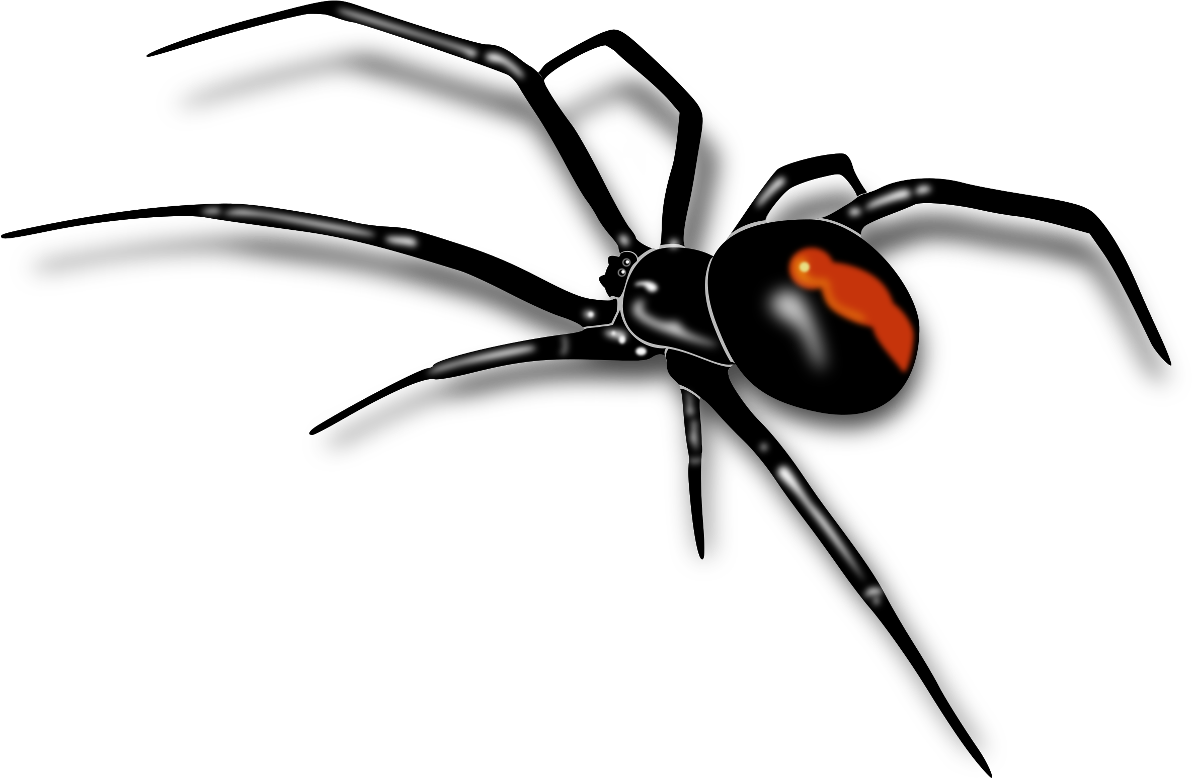 Mosquito Clipart Spider Insect - Australian Red Back Spider (2400x1569)
