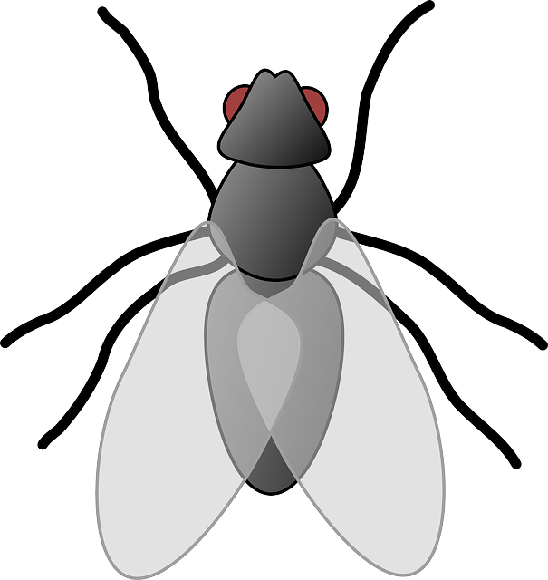 Mosquito, House, Black, Outline, White, Cartoon, Bugs - Insect Clipart (680x720)