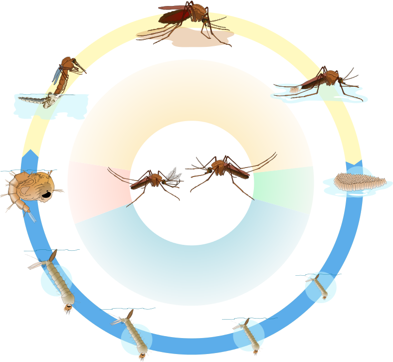 Culex Mosquito Life Cycle Nol Text - Anopheles Gambiae Life Cycle (791x732)