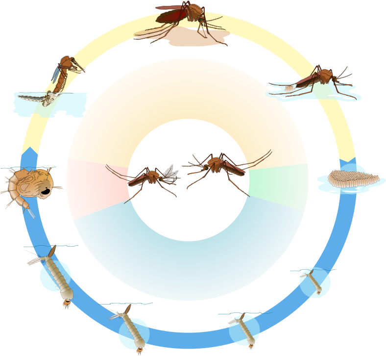 Culex Mosquito Life Cycle Nol Text - Anopheles Gambiae Life Cycle ...
