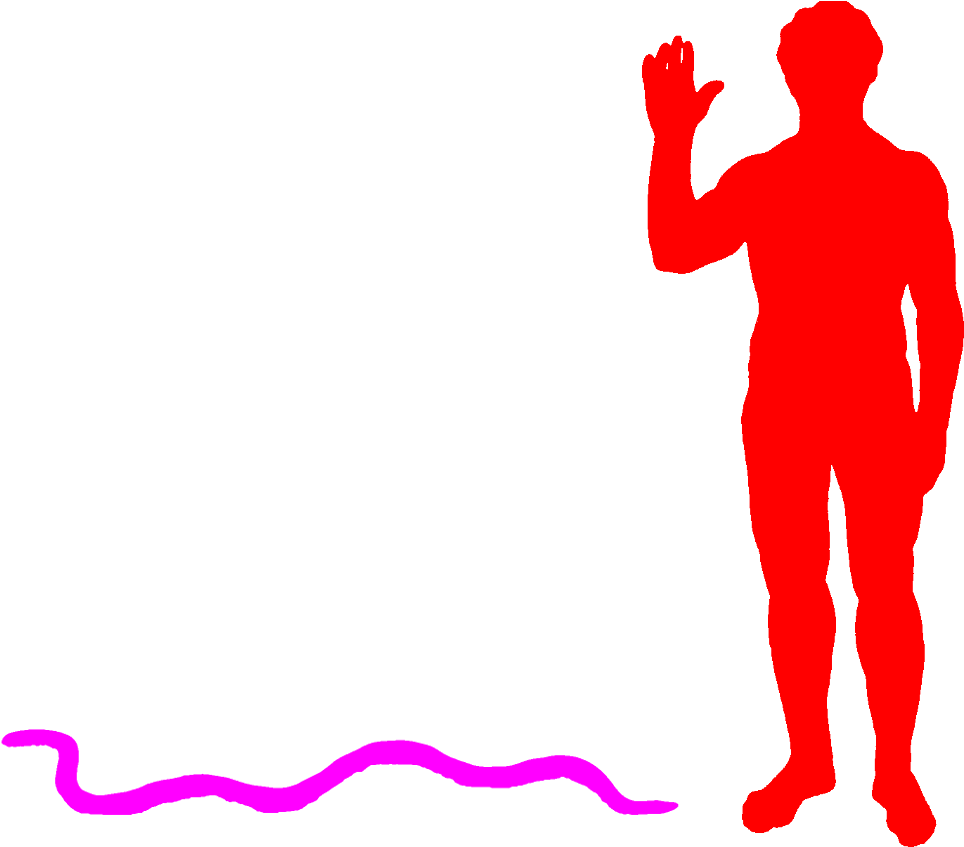 Caecilia Thompsoni A - Elephant Seal Size Compared To Humans (1014x900)