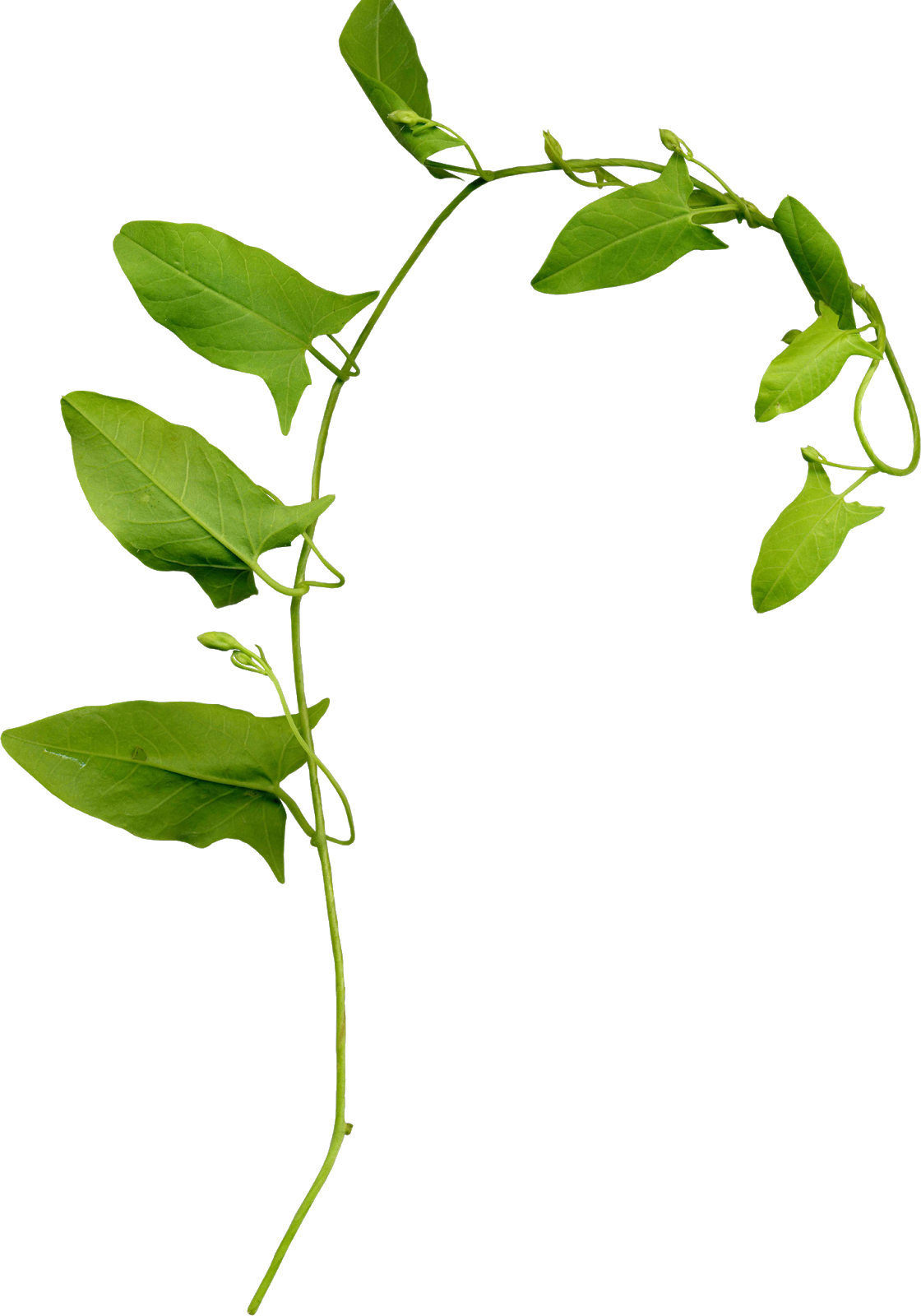 Переходи И Забирай)))) - Green (1120x1600)