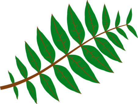 Leaves, Plant, Green, Nature, Twig - Leaf Clip Art (452x340)