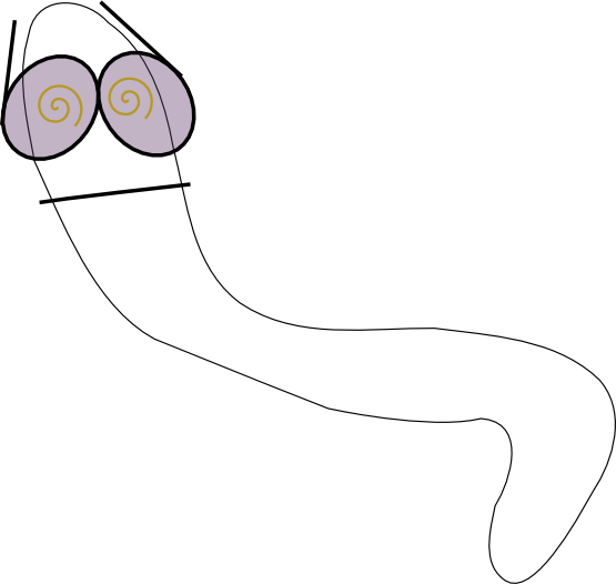 Worm 8 Black White Line Art 555px - Illustration (555x526)