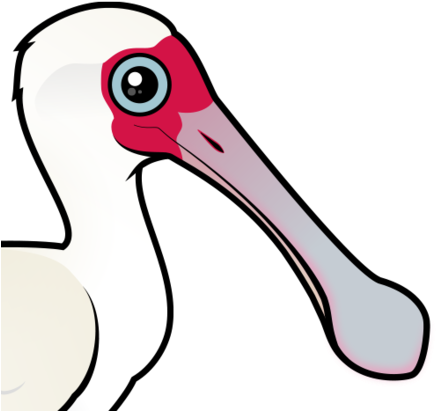 About The African Spoonbill - African Spoonbill (440x440)