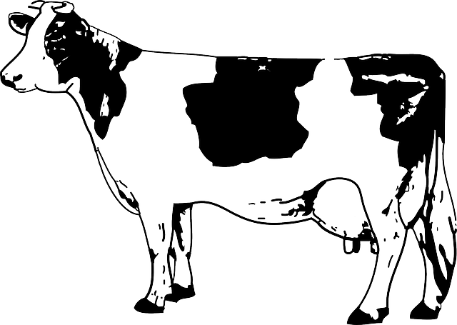 Susu Sapi Kartun Images Hewan Ternak Source Abuse Report - Cow Clipart Black And White (640x455)