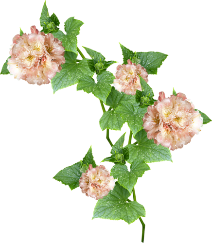 Faerie Flower Vine - Vine (436x500)