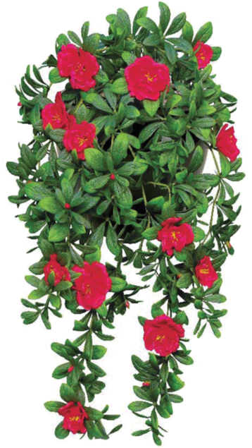 Free Flower Vine Png - Planta Gerânio (961x832)