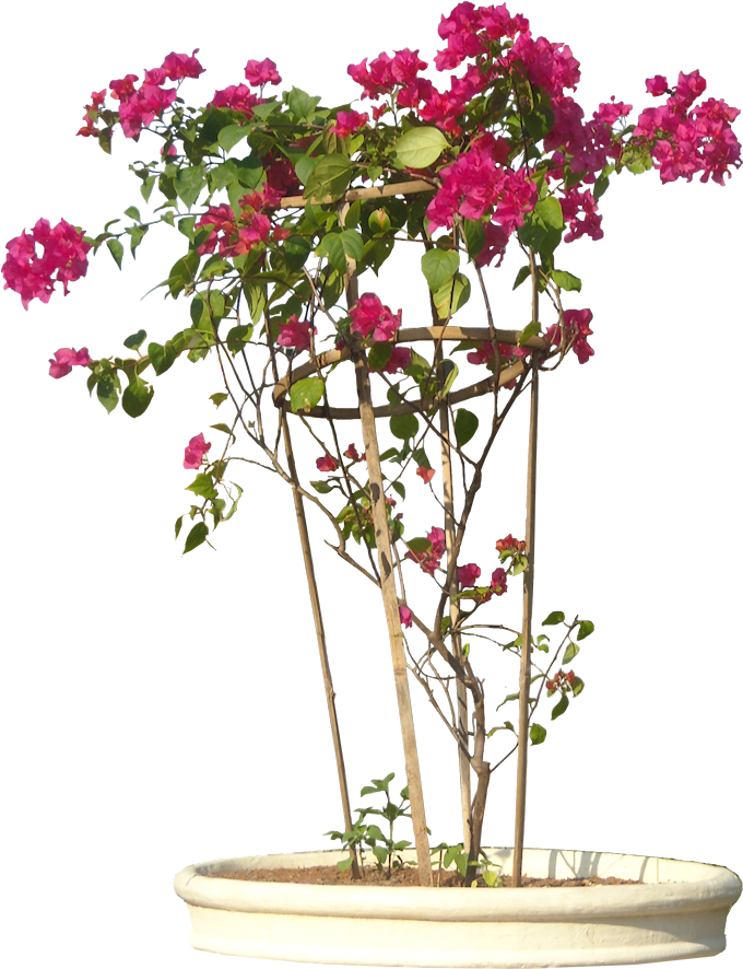 Transparent Flower Vines For Kids - Transparent Background Flower Pot Png (727x897)