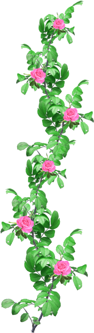 Pink Flower Vine Png Rose Garland 1 Png Stock By Amalus - Portable Network Graphics (900x1250)