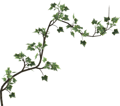 Transparent Flower Vines For Kids - Poison Ivy Vine Png (400x351)