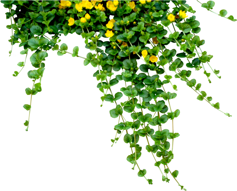 Leafs And Flowers By Waitforawhile-d52e0f8 - Plants Png (900x675)