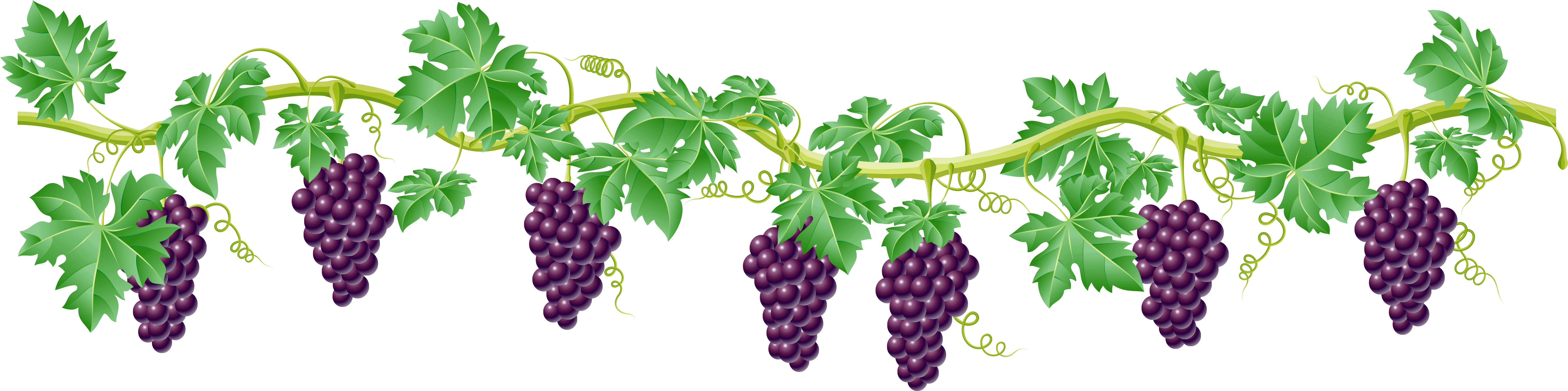 Vine Decorative Element Png Clipart Picture - Grape Vine Clip Art (6292x1838)