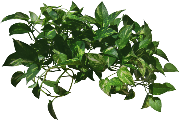 Vine 2 By Black B O X - Vine Png (600x412)