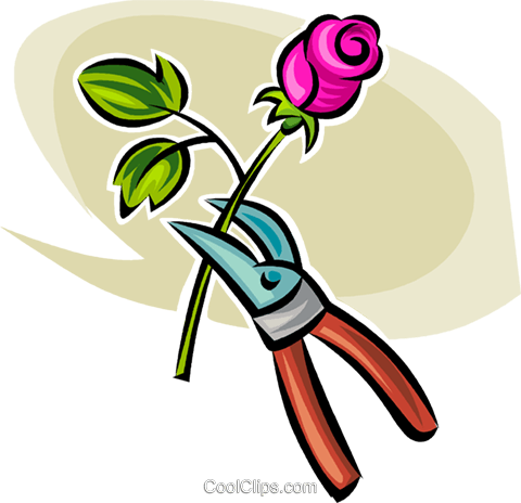 Gardening Shears And A Rose Royalty Free Vector Clip - Tesoura De Jardim Png (480x464)
