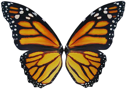 Wing, Elf, Fairy, Fae, Fantasy, Magic - Painted Lady Vs Monarch (471x340)