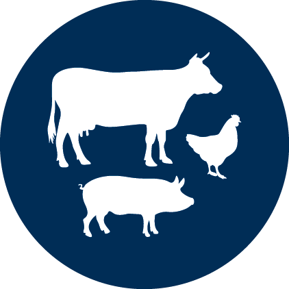 Livestock Production - Dairy Cow (422x422)