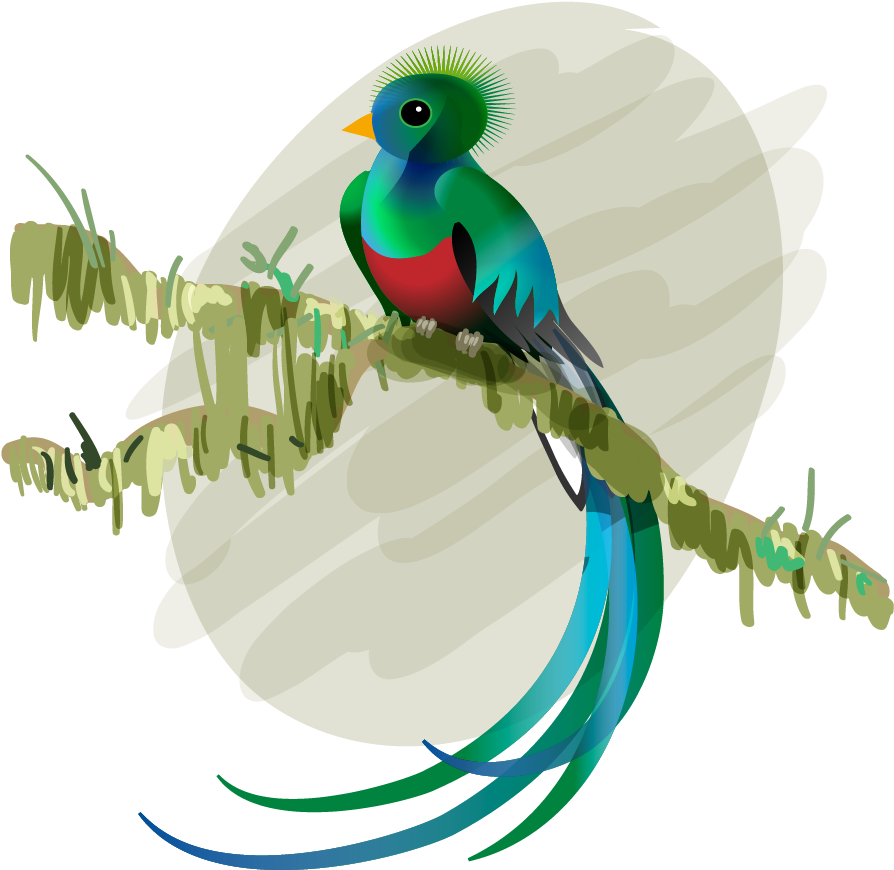 Budgerigar Bird Resplendent Quetzal Feather El Quetzal - Cola De Quetzal Ave A Colores Vector (1000x1000)