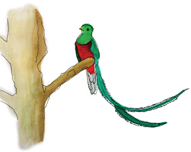 Across Time And Cultures, The Resplendent Quetzal Has - Illustration (645x514)