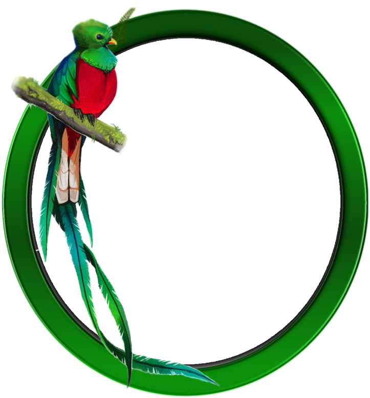 Guatemalan Quetzal Bird Resplendent Quetzal - Quetzal Png (800x800)