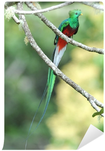 Quetzal Informacion (400x400)