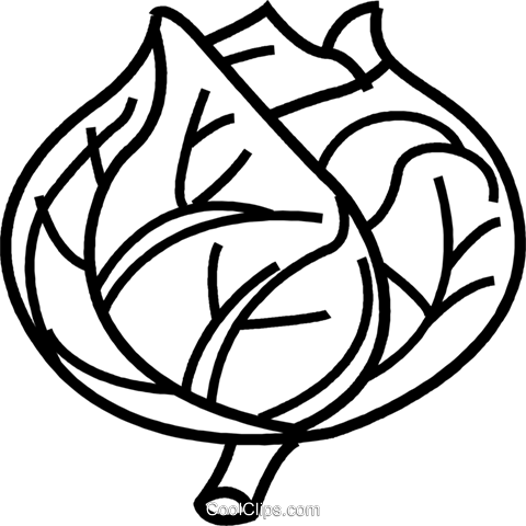 Lettuce Royalty Free Vector Clip Art Illustration - God (480x480)