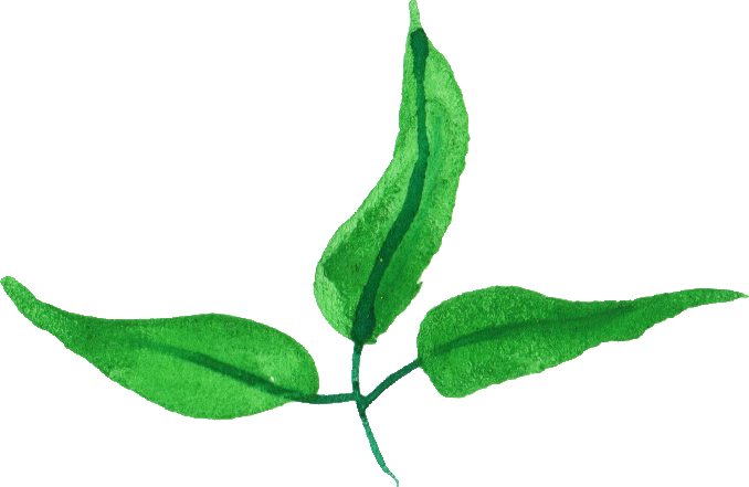 Free Download - Tea Plant (678x441)