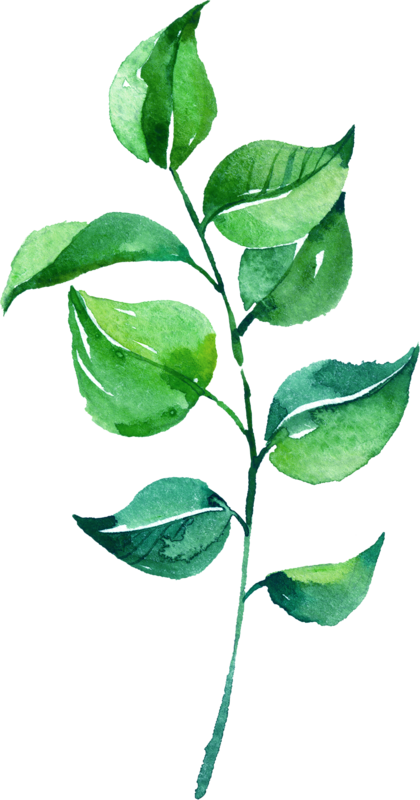 Leaf Watercolor Painting - Watercolor Green Leaf Png (420x800)